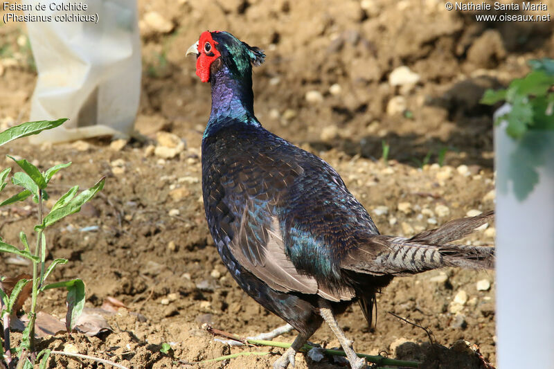 Common Pheasant male adult, identification, habitat, aspect, walking