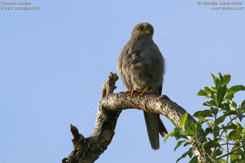 Grey Kestreladult, identification, habitat, Behaviour