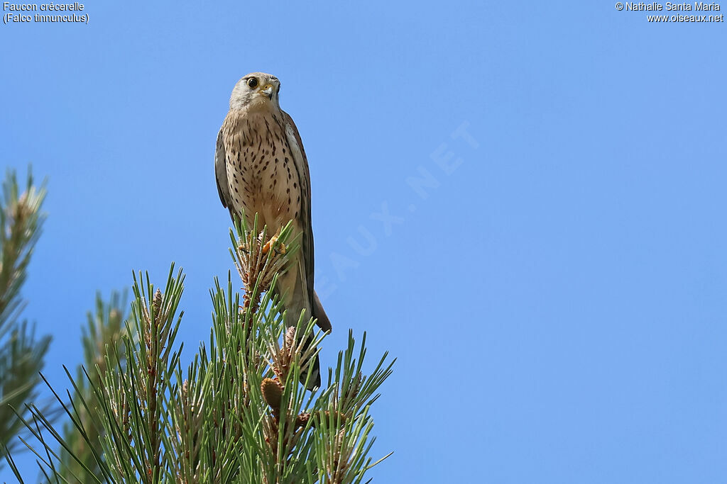 Faucon crécerelle femelle adulte, identification
