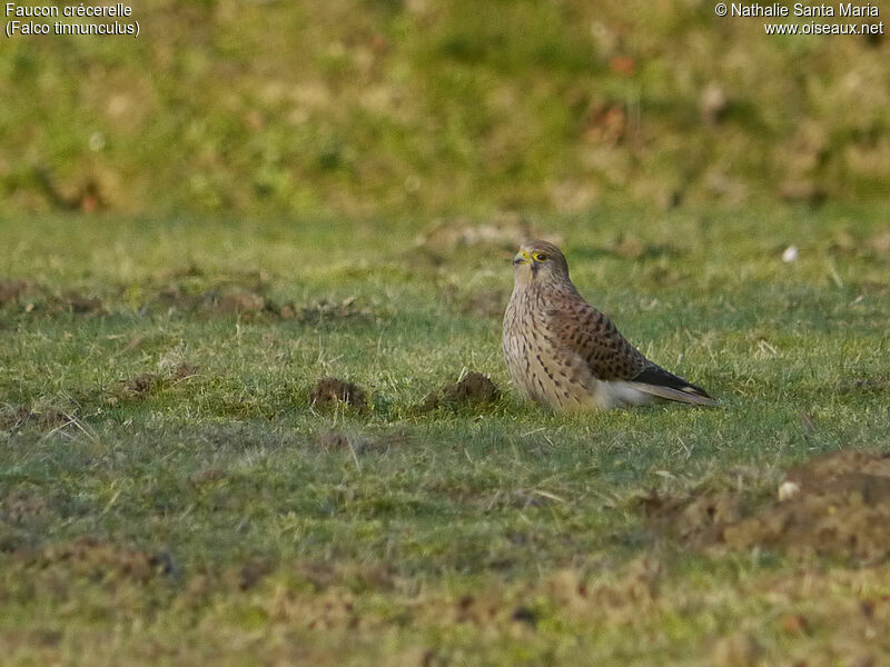 Common Kestrel female adult, identification, habitat, fishing/hunting, Behaviour