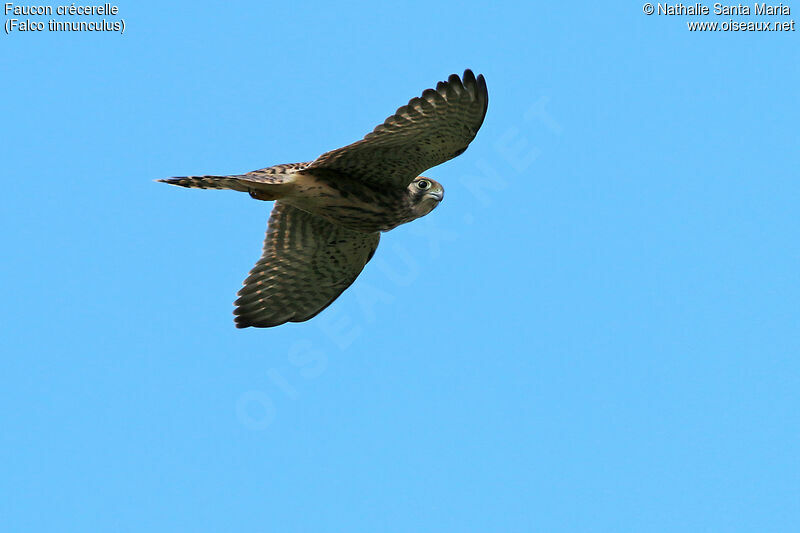 Common Kestrel female adult, identification, Flight, fishing/hunting