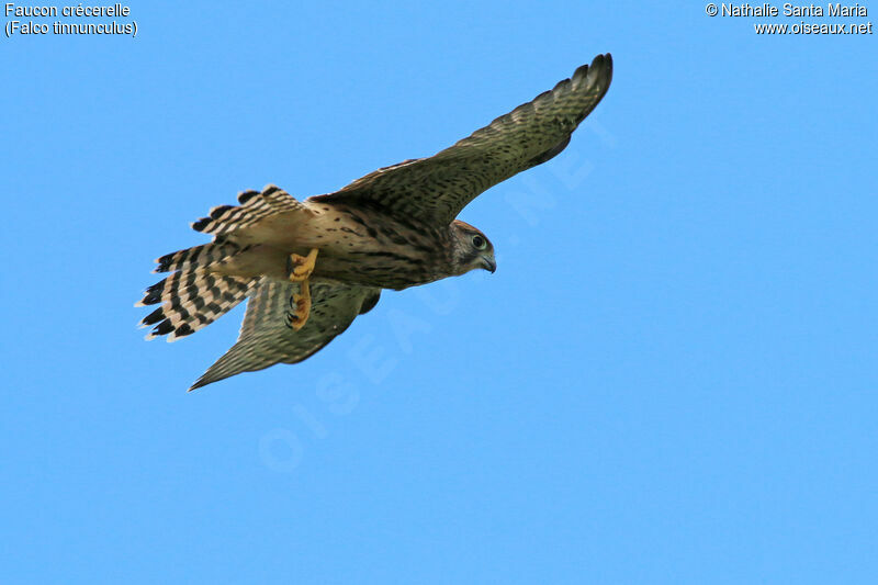 Faucon crécerelle femelle adulte, identification, Vol, pêche/chasse