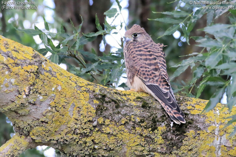 Common Kestreljuvenile, identification, habitat, Behaviour