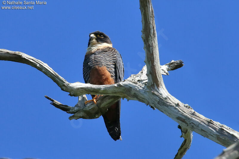 Bat Falconadult, identification