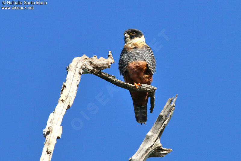 Bat Falcon male adult, identification