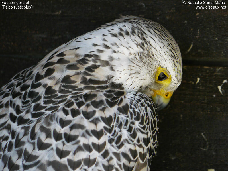 Gyrfalconadult, identification