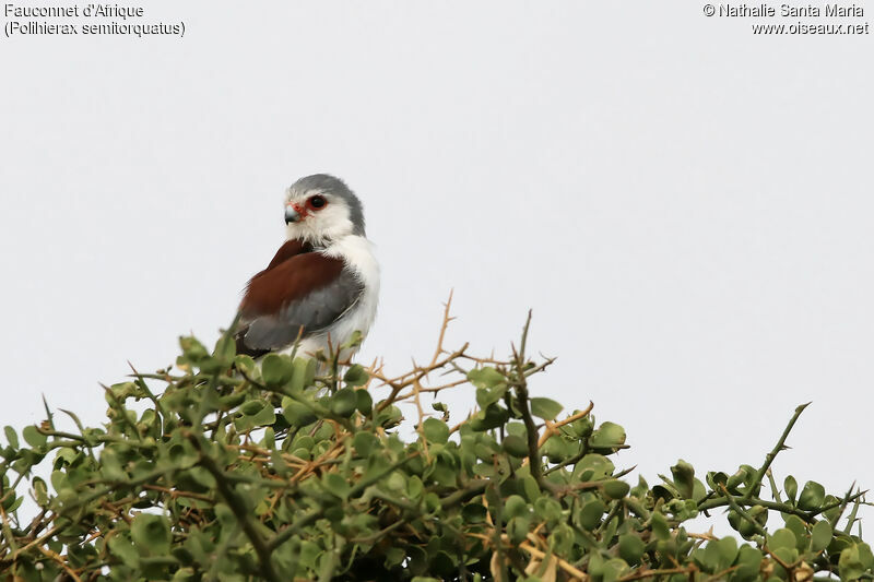 Pygmy Falconadult, identification, habitat