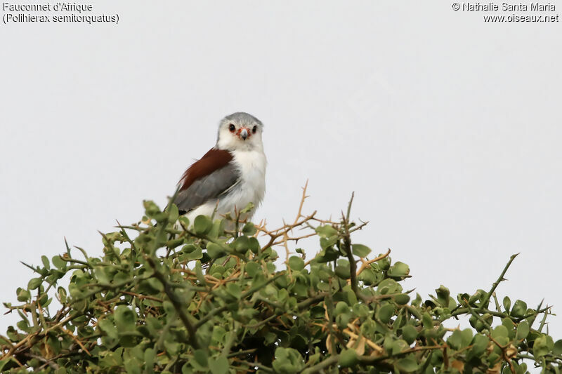 Pygmy Falconadult, identification, habitat