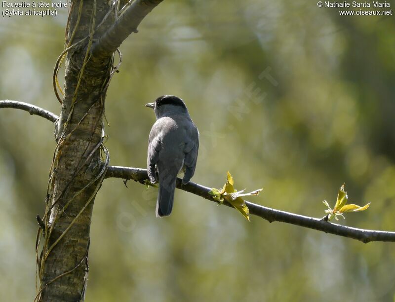 Eurasian Blackcap male adult, identification, Behaviour