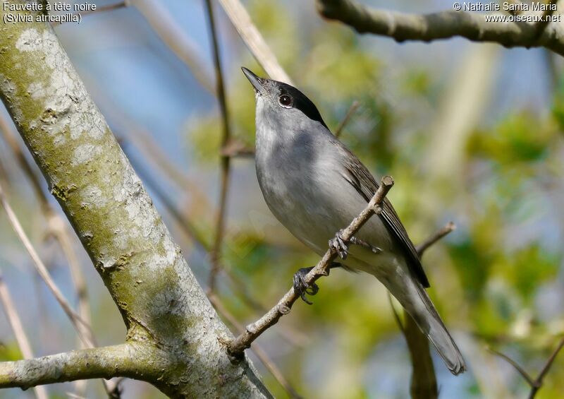 Eurasian Blackcap male adult, identification, habitat, Behaviour