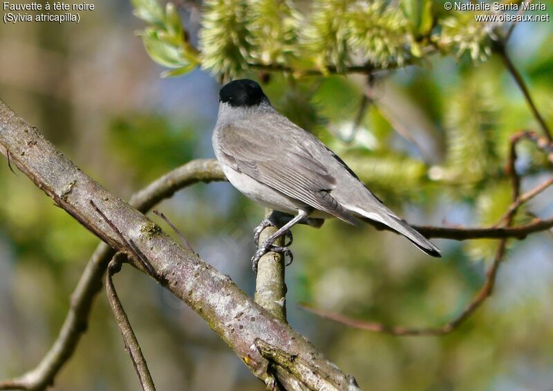 Fauvette à tête noire mâle adulte, identification, habitat, Comportement