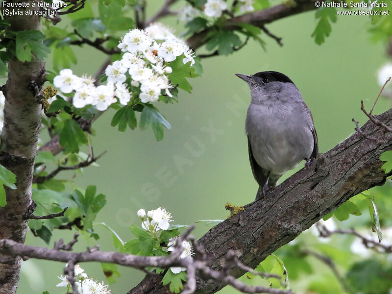 Eurasian Blackcap male adult breeding, identification, habitat, fishing/hunting, Behaviour