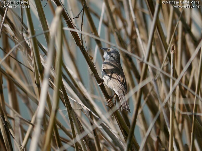 Fauvette grisette mâle adulte nuptial, identification, habitat, Nidification, Comportement