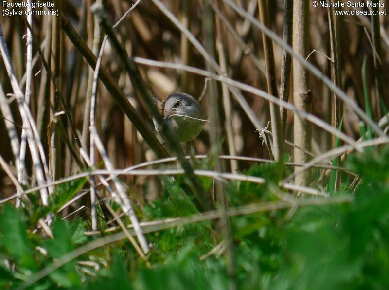 Common Whitethroat male adult breeding, identification, habitat, Reproduction-nesting, Behaviour