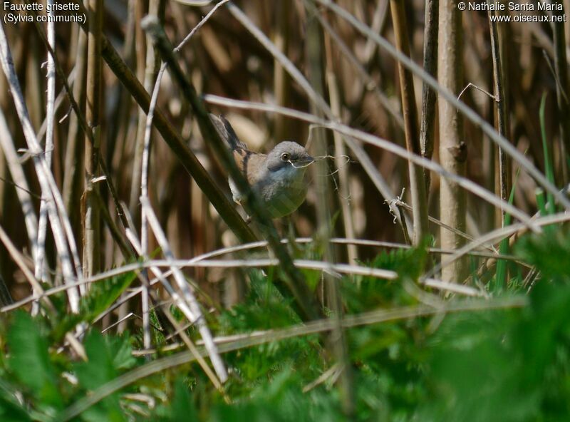 Common Whitethroat male adult breeding, identification, habitat, Reproduction-nesting, Behaviour