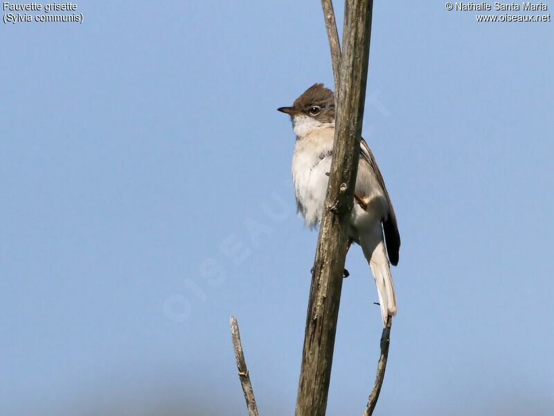 Common Whitethroat male adult, identification, Behaviour