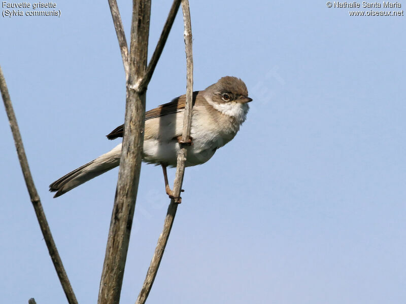 Common Whitethroat male adult, identification, habitat, Behaviour