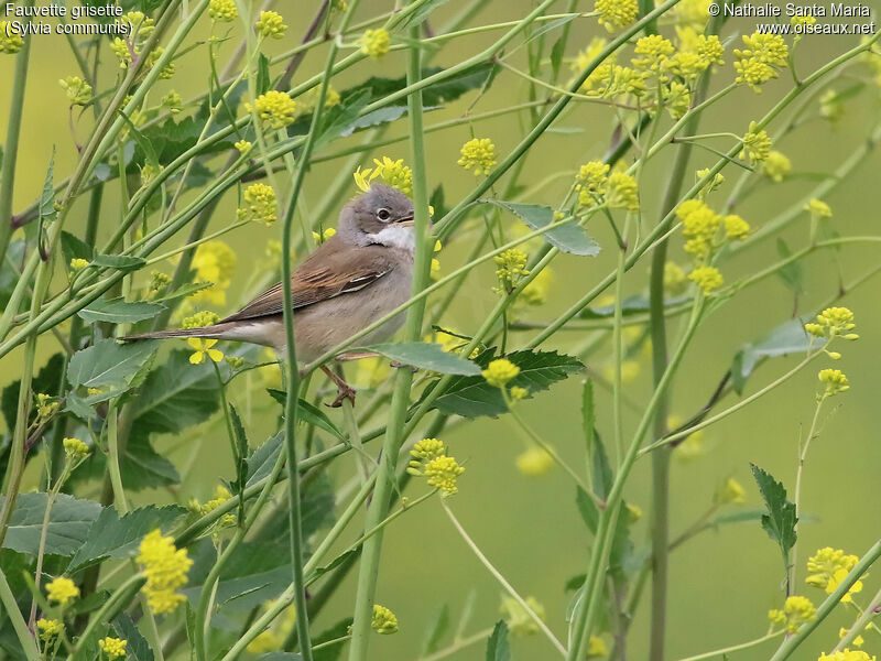 Common Whitethroat male adult, identification, habitat, song