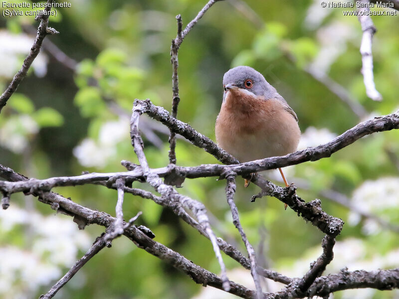 Western Subalpine Warbler male adult breeding, identification, habitat, Behaviour