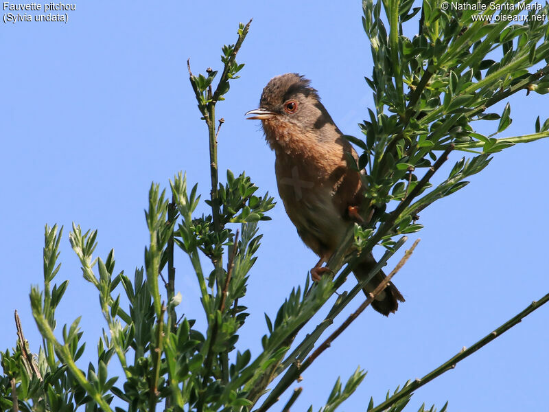 Fauvette pitchou mâle adulte nuptial, identification, habitat, chant