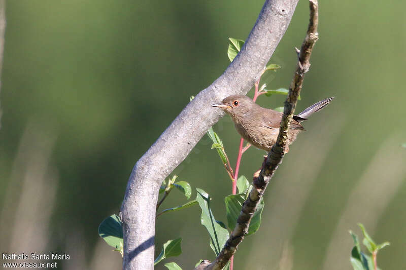 Dartford Warbler female adult, Behaviour