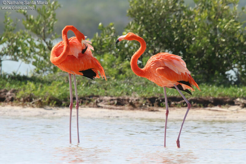 American Flamingoadult, identification