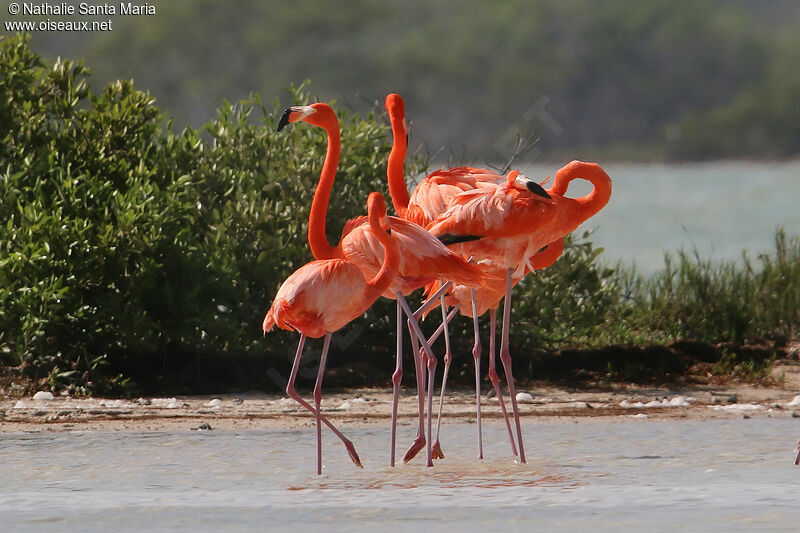 American Flamingoadult, identification, care