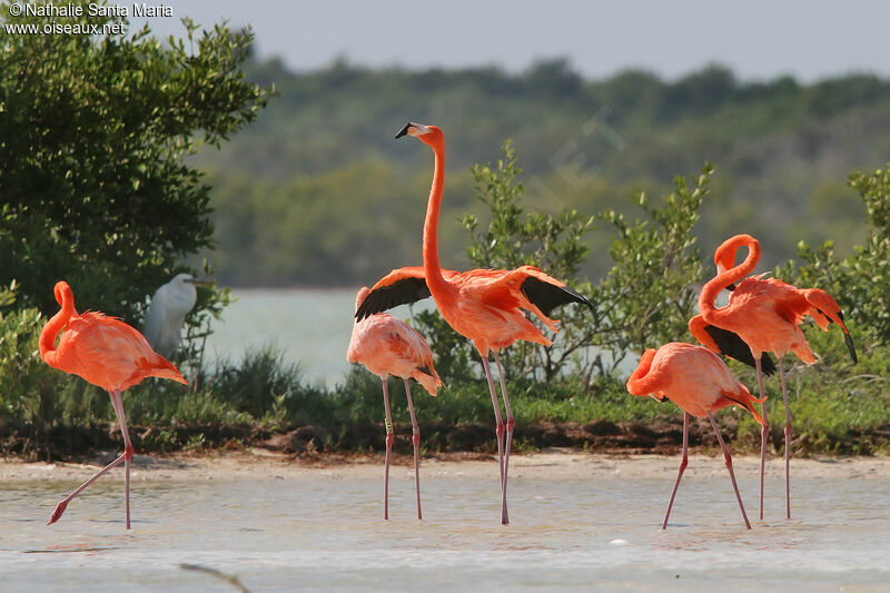 Flamant des Caraïbesadulte