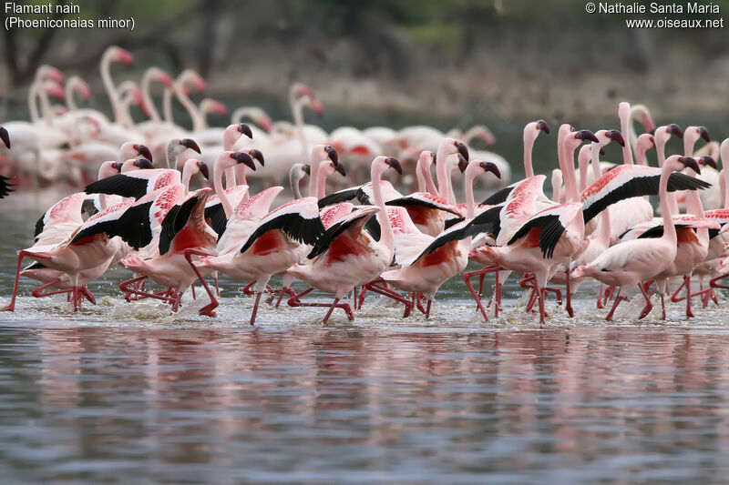 Flamant nainadulte, habitat, marche