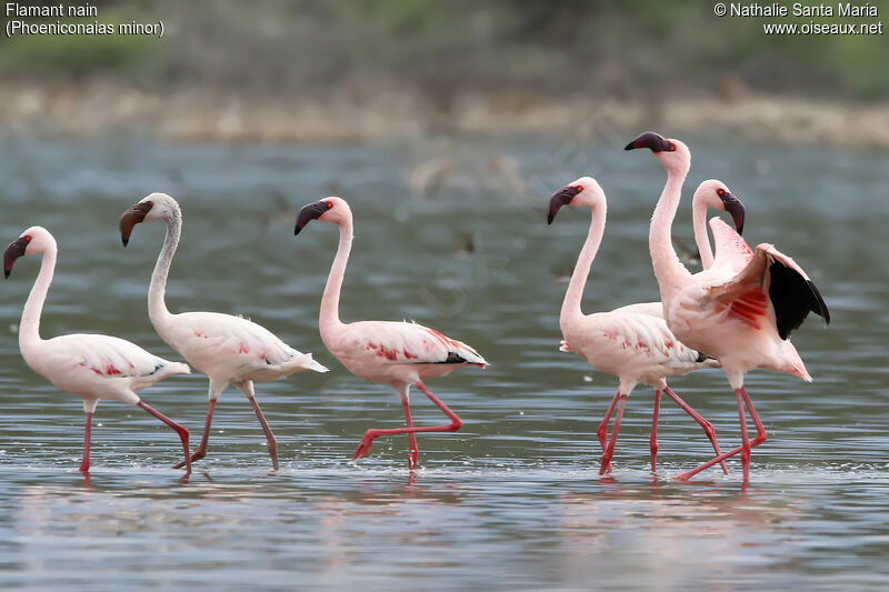 Flamant nainadulte, identification, habitat, marche