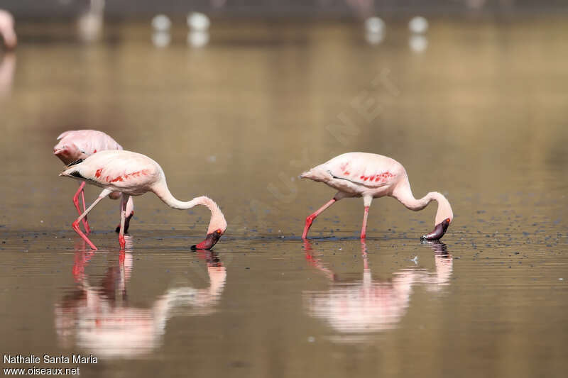 Flamant nainadulte, marche, mange