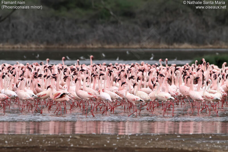 Flamant nain, habitat, marche