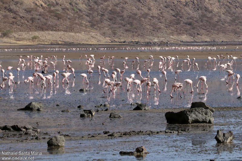 Flamant nain, habitat, mange