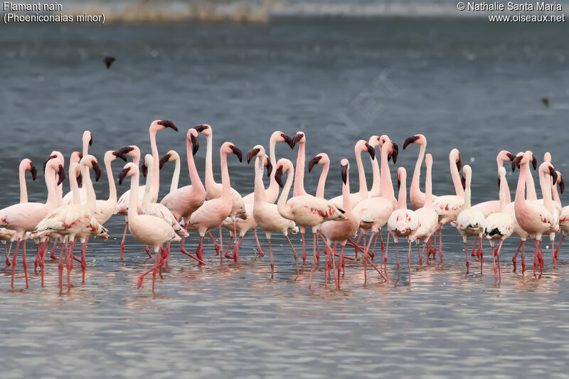 Flamant nain, habitat, marche