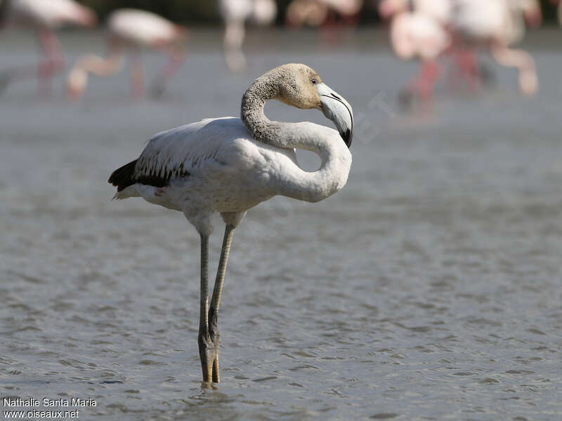 Flamant roseimmature, identification, Comportement