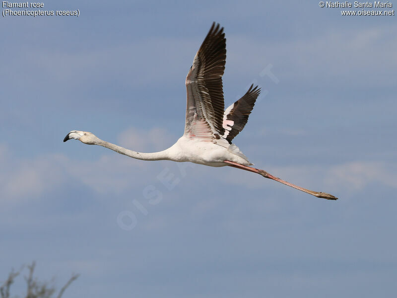 Flamant roseimmature, Vol