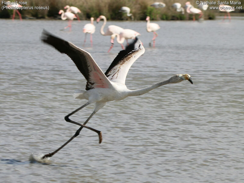 Flamant roseimmature, identification, habitat, Vol, Comportement