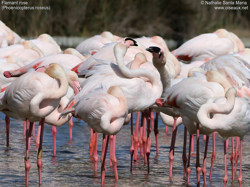 Flamant rose, habitat, Comportement