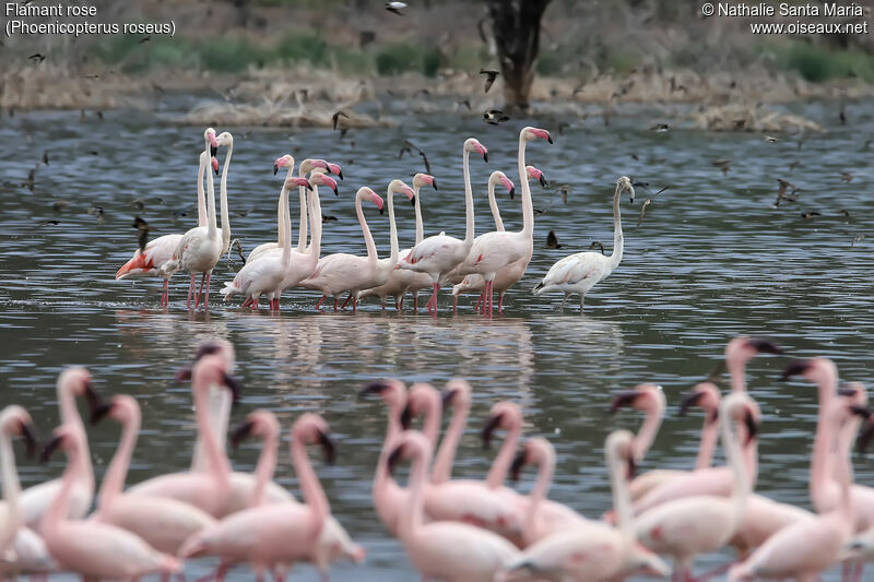 Flamant roseadulte, habitat, marche