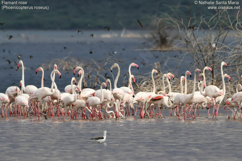 Flamant rose, habitat, marche, mange