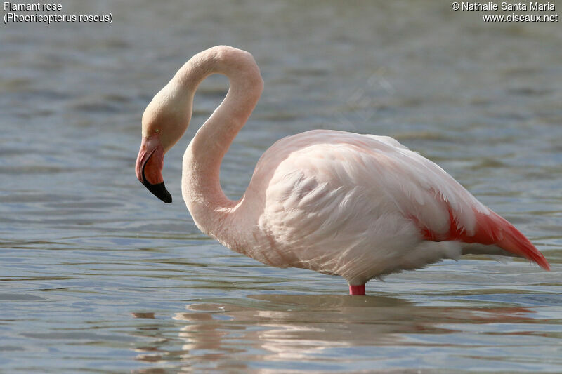 Flamant roseadulte, identification, habitat, Comportement