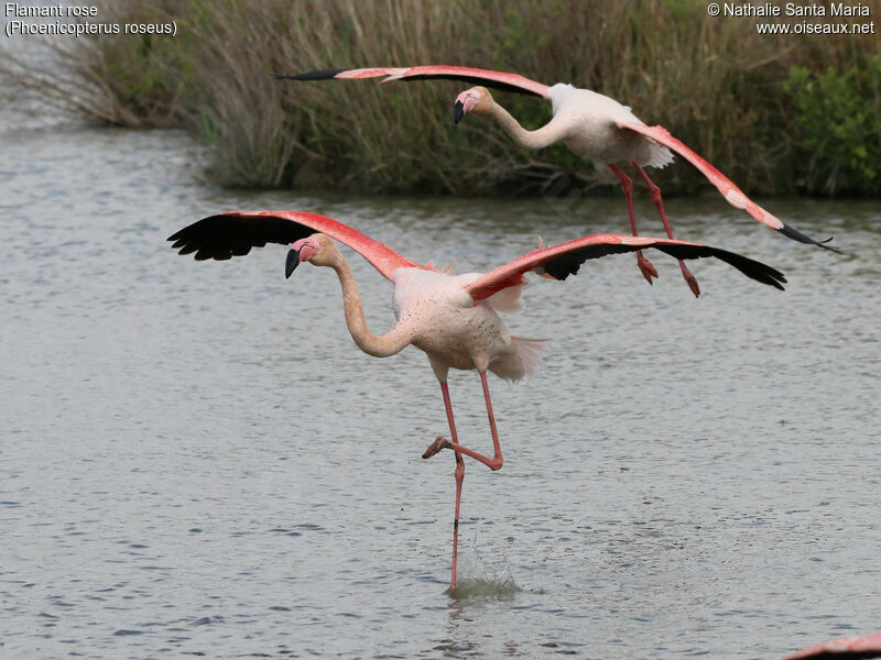 Flamant roseadulte, identification, marche, Comportement