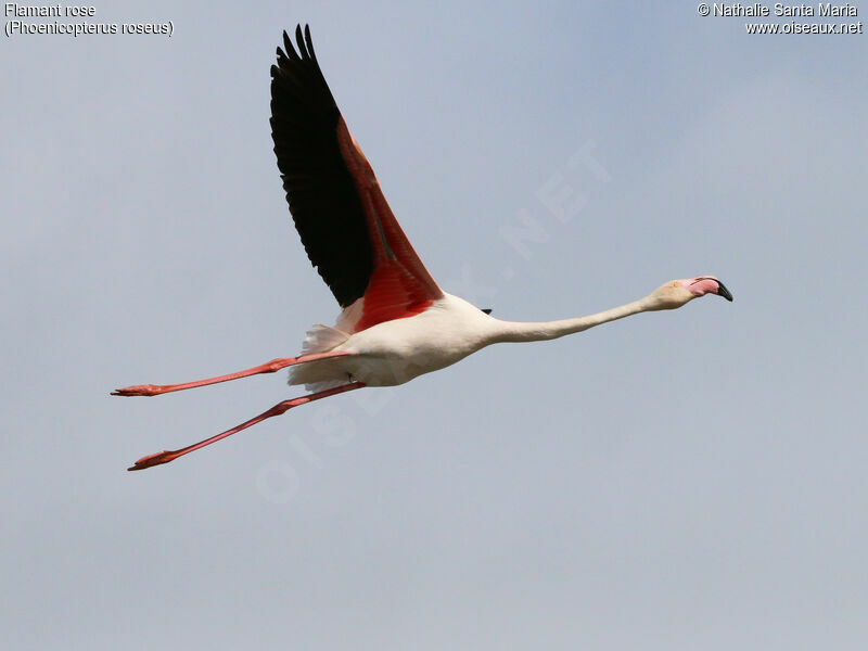 Flamant roseadulte, Vol