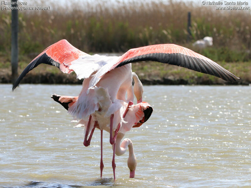 Flamant roseadulte, habitat, accouplement.