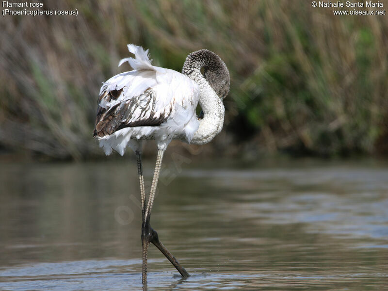 Flamant roseimmature, identification, habitat, marche, Comportement