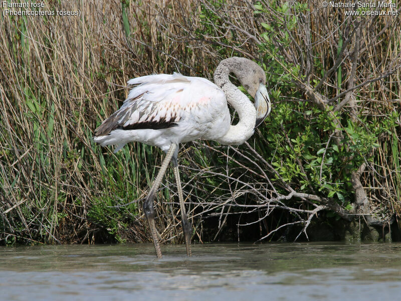 Flamant roseimmature, identification, habitat, marche, Comportement