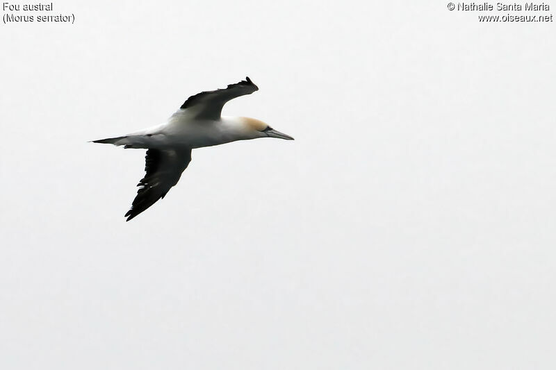 Australasian Gannetadult, Flight