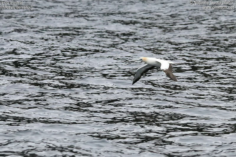 Australasian Gannetadult, habitat, Flight