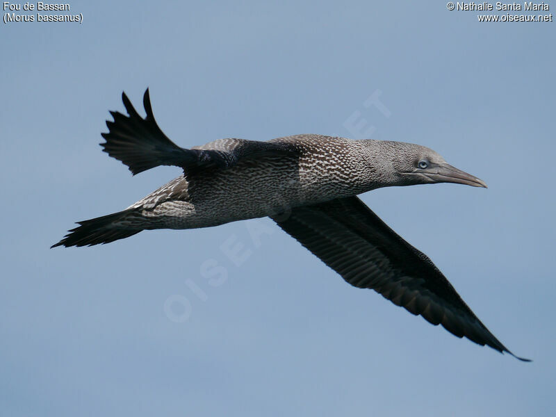 Northern Gannetjuvenile, identification, Flight