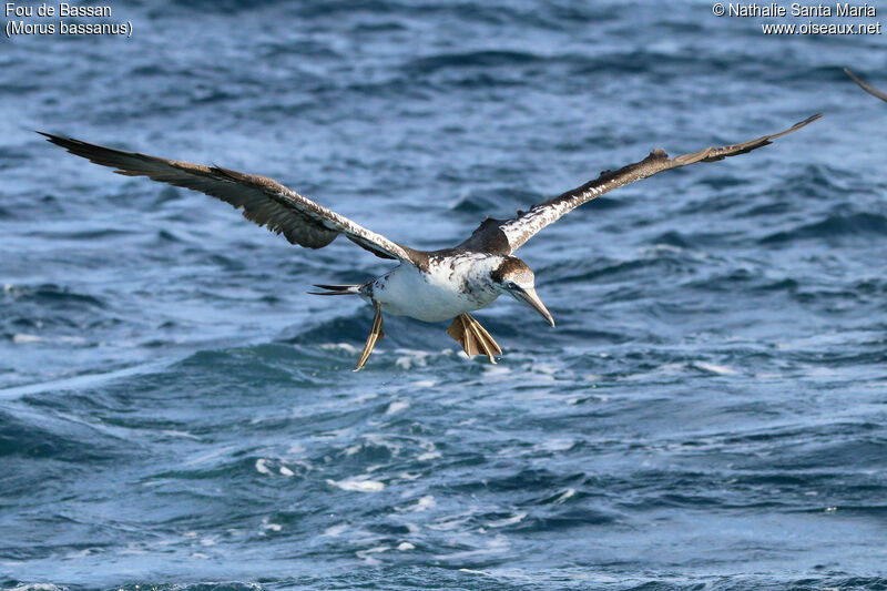 Fou de Bassan3ème année, identification, Vol, pêche/chasse, Comportement